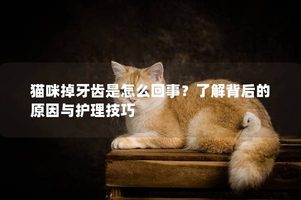 猫咪掉牙齿是怎么回事？了解背后的原因与护理技巧