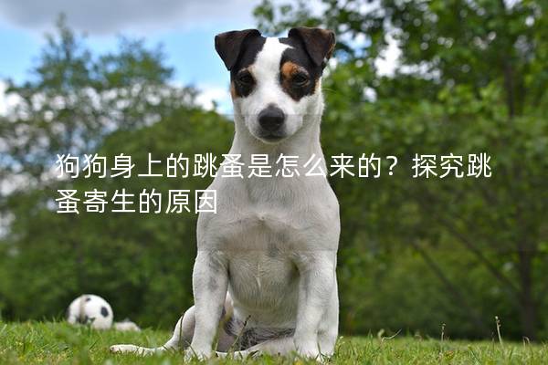 狗狗身上的跳蚤是怎么来的？探究跳蚤寄生的原因