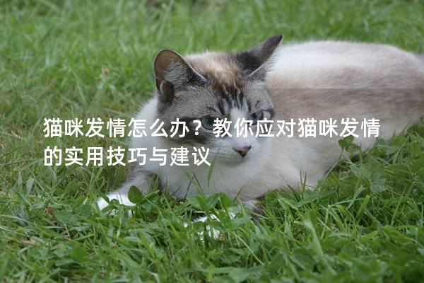 猫咪发情怎么办？教你应对猫咪发情的实用技巧与建议