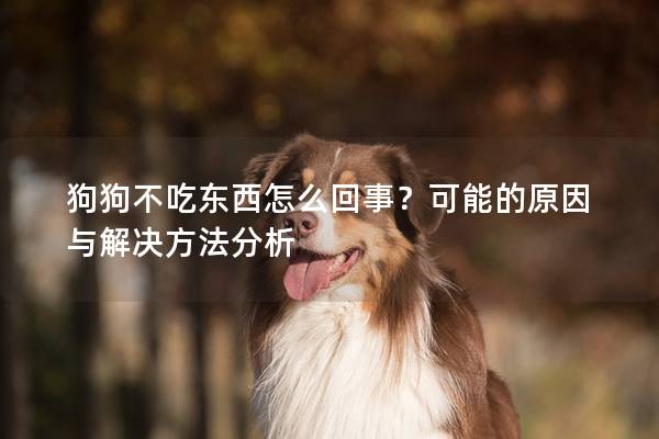 狗狗不吃东西怎么回事？可能的原因与解决方法分析