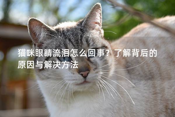 猫咪眼睛流泪怎么回事？了解背后的原因与解决方法