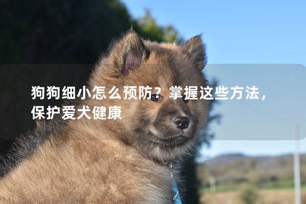 狗狗细小怎么预防？掌握这些方法，保护爱犬健康