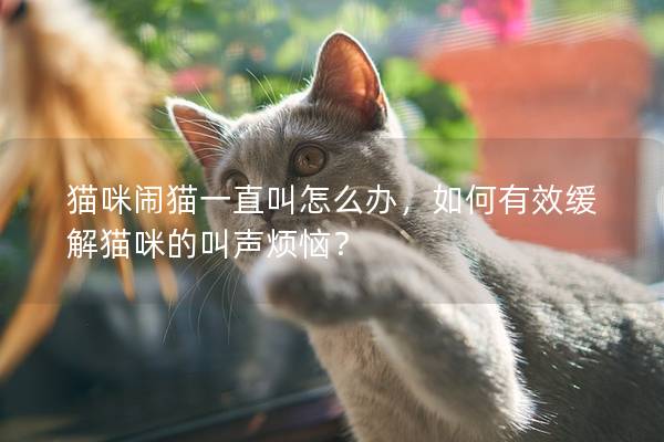 猫咪闹猫一直叫怎么办，如何有效缓解猫咪的叫声烦恼？