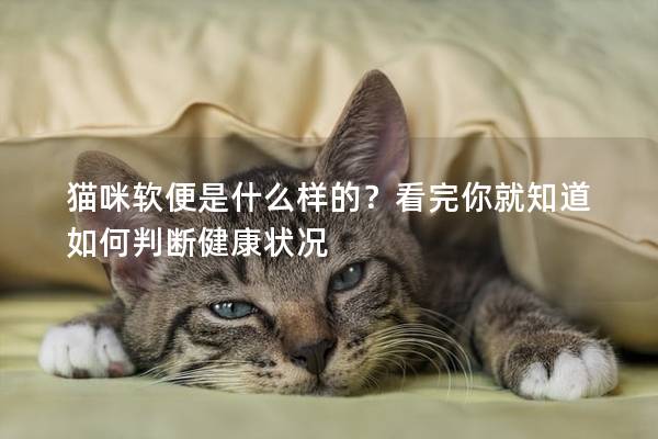 猫咪软便是什么样的？看完你就知道如何判断健康状况