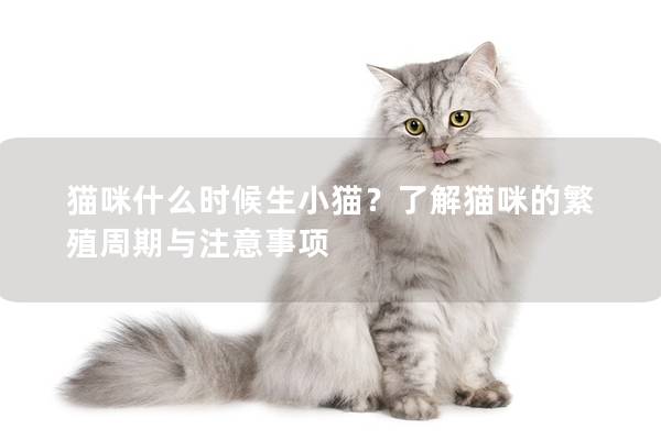 猫咪什么时候生小猫？了解猫咪的繁殖周期与注意事项