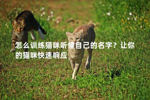 怎么训练猫咪听懂自己的名字？让你的猫咪快速响应