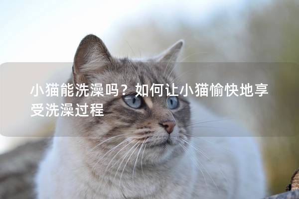 小猫能洗澡吗？如何让小猫愉快地享受洗澡过程