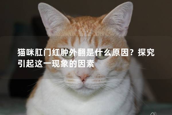 猫咪肛门红肿外翻是什么原因？探究引起这一现象的因素