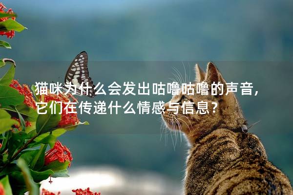 猫咪为什么会发出咕噜咕噜的声音, 它们在传递什么情感与信息？