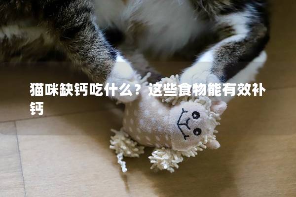 猫咪缺钙吃什么？这些食物能有效补钙