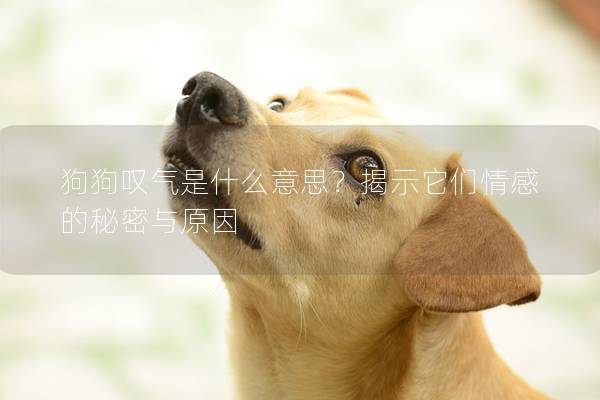 狗狗叹气是什么意思？揭示它们情感的秘密与原因