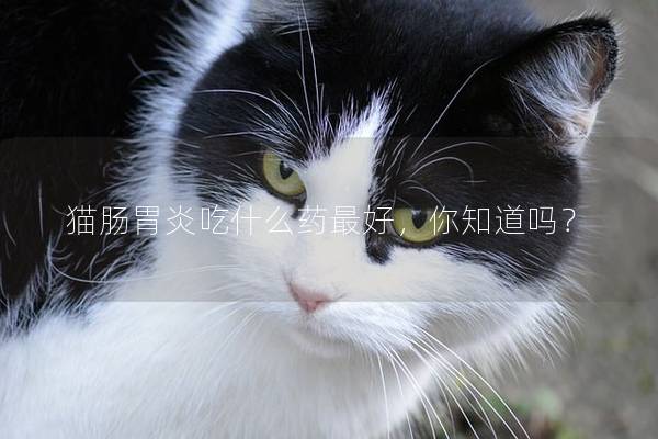 猫肠胃炎吃什么药最好，你知道吗？