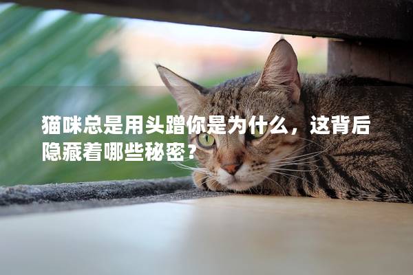 猫咪总是用头蹭你是为什么，这背后隐藏着哪些秘密？