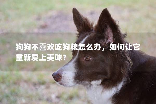 狗狗不喜欢吃狗粮怎么办，如何让它重新爱上美味？