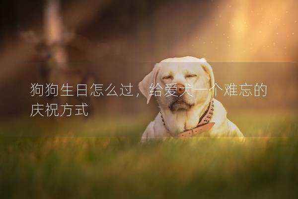 狗狗生日怎么过，给爱犬一个难忘的庆祝方式