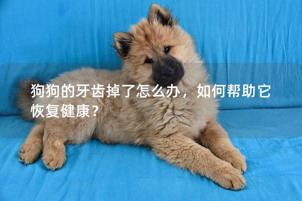 狗狗的牙齿掉了怎么办，如何帮助它恢复健康？