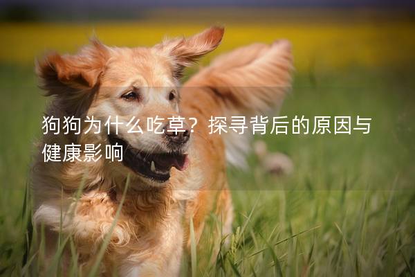 狗狗为什么吃草？探寻背后的原因与健康影响