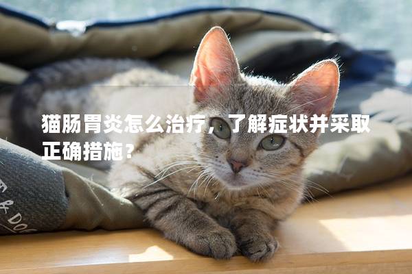 猫肠胃炎怎么治疗，了解症状并采取正确措施？