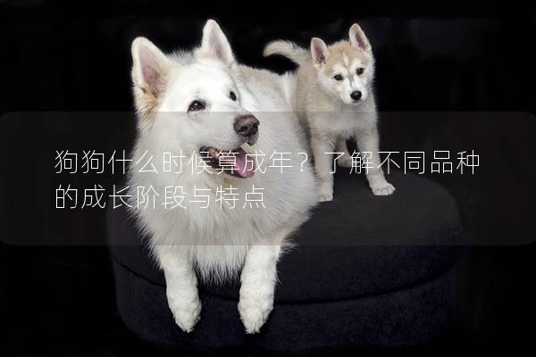 狗狗什么时候算成年？了解不同品种的成长阶段与特点