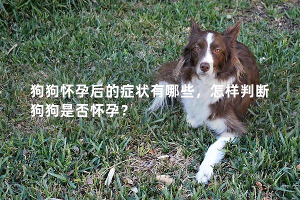 狗狗怀孕后的症状有哪些，怎样判断狗狗是否怀孕？