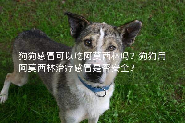 狗狗感冒可以吃阿莫西林吗？狗狗用阿莫西林治疗感冒是否安全？