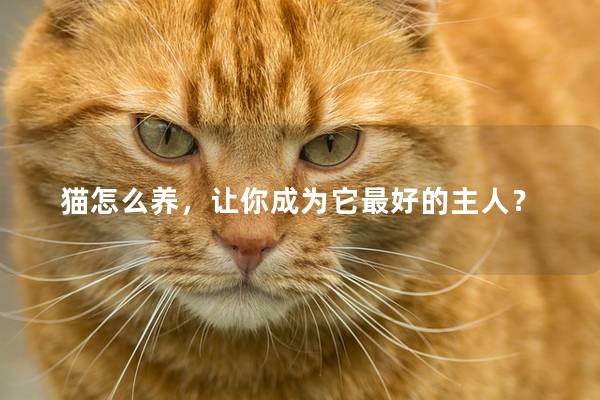 猫怎么养，让你成为它最好的主人？