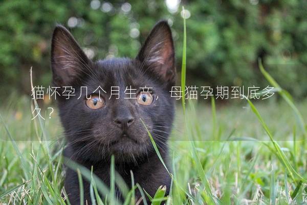 猫怀孕几个月生产，母猫孕期到底多久？