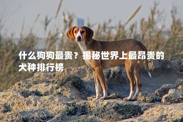 什么狗狗最贵？揭秘世界上最昂贵的犬种排行榜