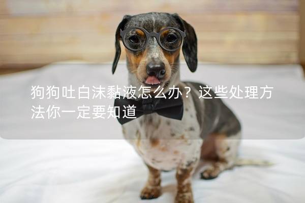 狗狗吐白沫黏液怎么办？这些处理方法你一定要知道