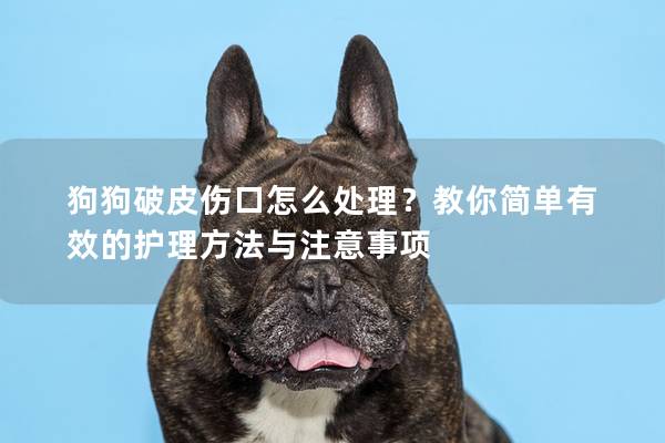 狗狗破皮伤口怎么处理？教你简单有效的护理方法与注意事项