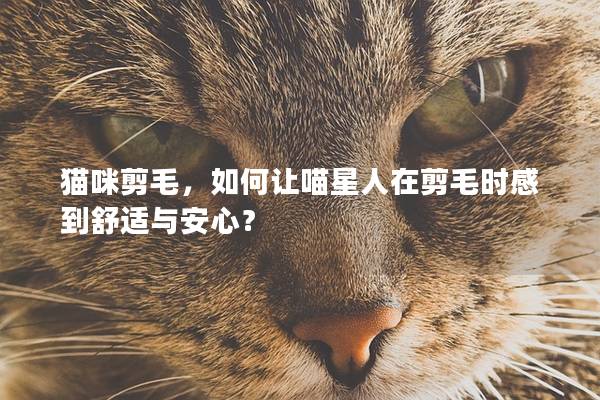 猫咪剪毛，如何让喵星人在剪毛时感到舒适与安心？