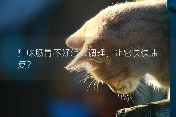 猫咪肠胃不好怎么调理，让它快快康复？