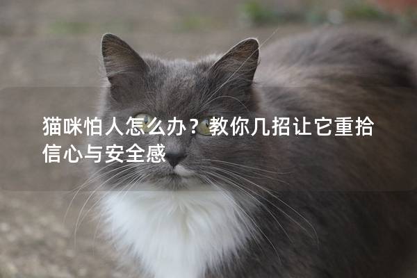 猫咪怕人怎么办？教你几招让它重拾信心与安全感