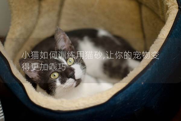 小猫如何训练用猫砂,让你的宠物变得更加乖巧