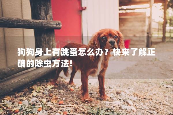 狗狗身上有跳蚤怎么办？快来了解正确的除虫方法!