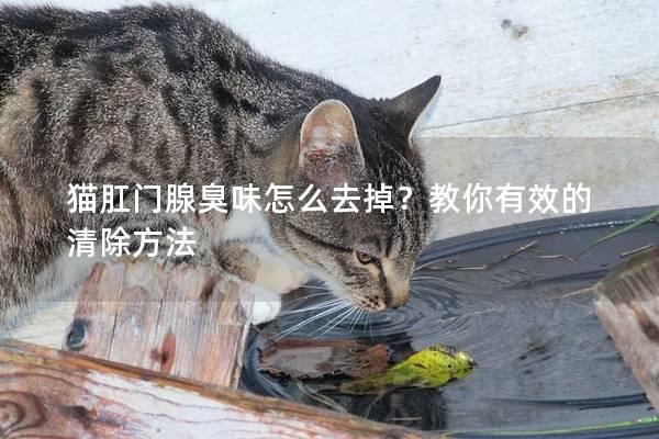 猫肛门腺臭味怎么去掉？教你有效的清除方法