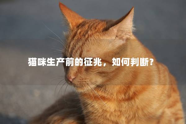 猫咪生产前的征兆，如何判断？