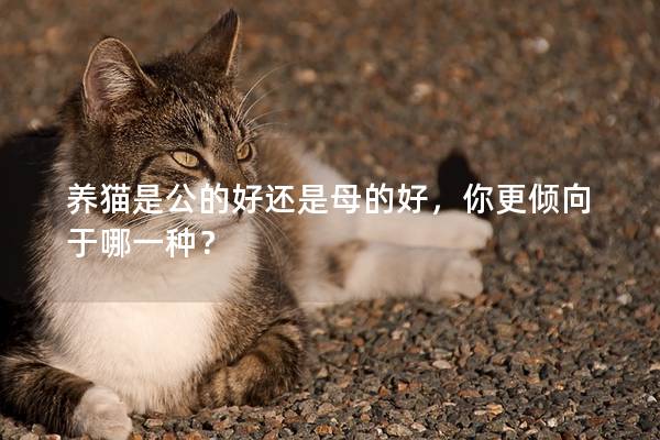 养猫是公的好还是母的好，你更倾向于哪一种？