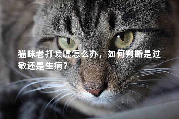 猫咪老打喷嚏怎么办，如何判断是过敏还是生病？