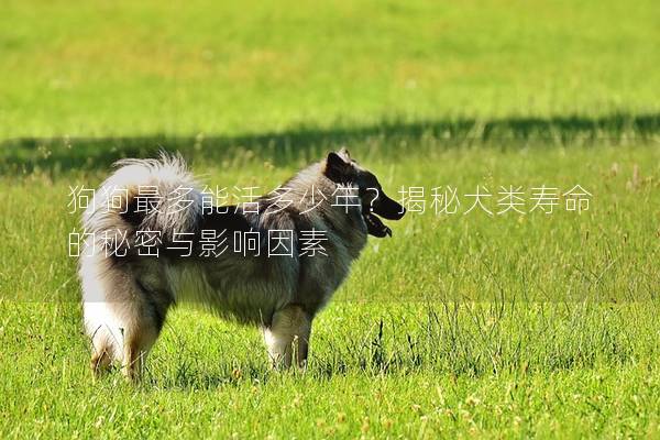 狗狗最多能活多少年？揭秘犬类寿命的秘密与影响因素