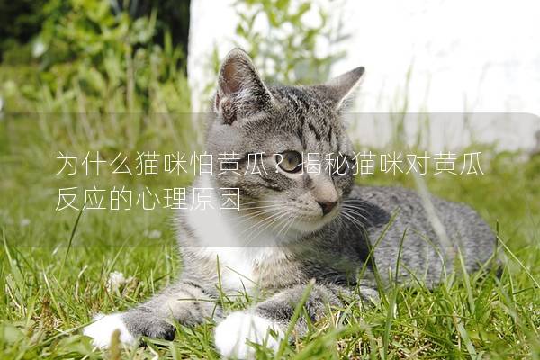 为什么猫咪怕黄瓜？揭秘猫咪对黄瓜反应的心理原因