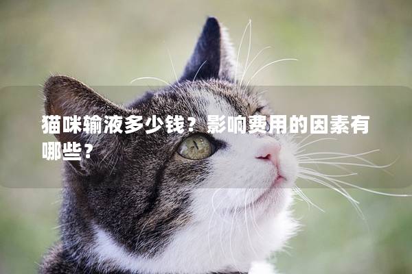 猫咪输液多少钱？影响费用的因素有哪些？