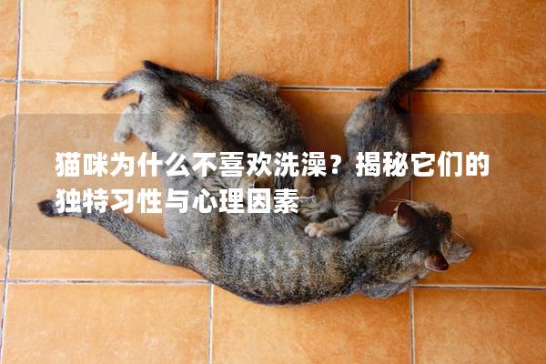 猫咪为什么不喜欢洗澡？揭秘它们的独特习性与心理因素