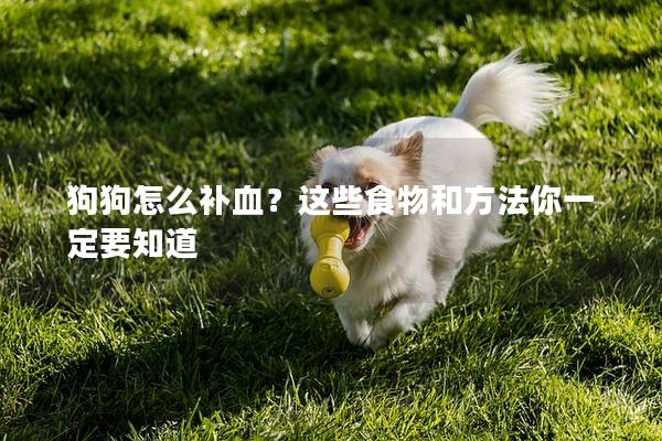 狗狗怎么补血？这些食物和方法你一定要知道