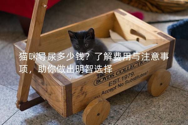 猫咪导尿多少钱？了解费用与注意事项，助你做出明智选择