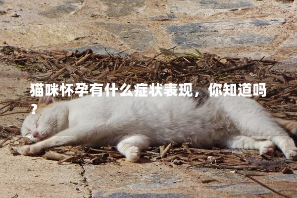 猫咪怀孕有什么症状表现，你知道吗？