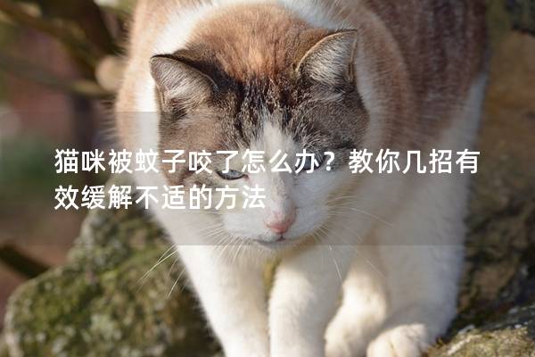 猫咪被蚊子咬了怎么办？教你几招有效缓解不适的方法