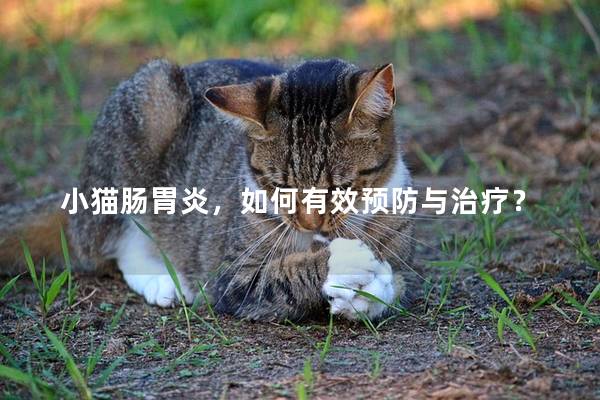 小猫肠胃炎，如何有效预防与治疗？