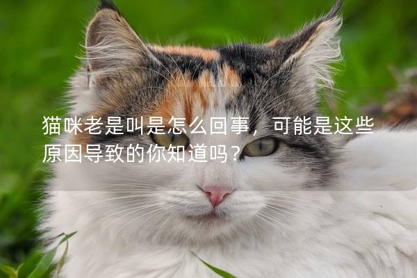 猫咪老是叫是怎么回事，可能是这些原因导致的你知道吗？