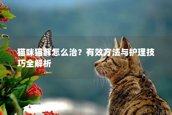 猫咪猫藓怎么治？有效方法与护理技巧全解析